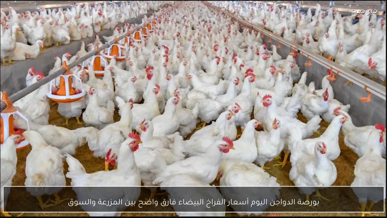 بورصة الدواجن اليوم أسعار الفراخ البيضاء فارق واضح بين المزرعة والسوق