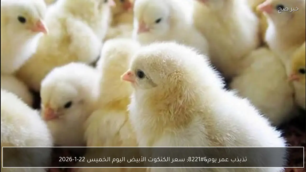 “تذبذب عمر يوم” سعر الكتكوت الأبيض اليوم الخميس 22-1-2026 في مصر