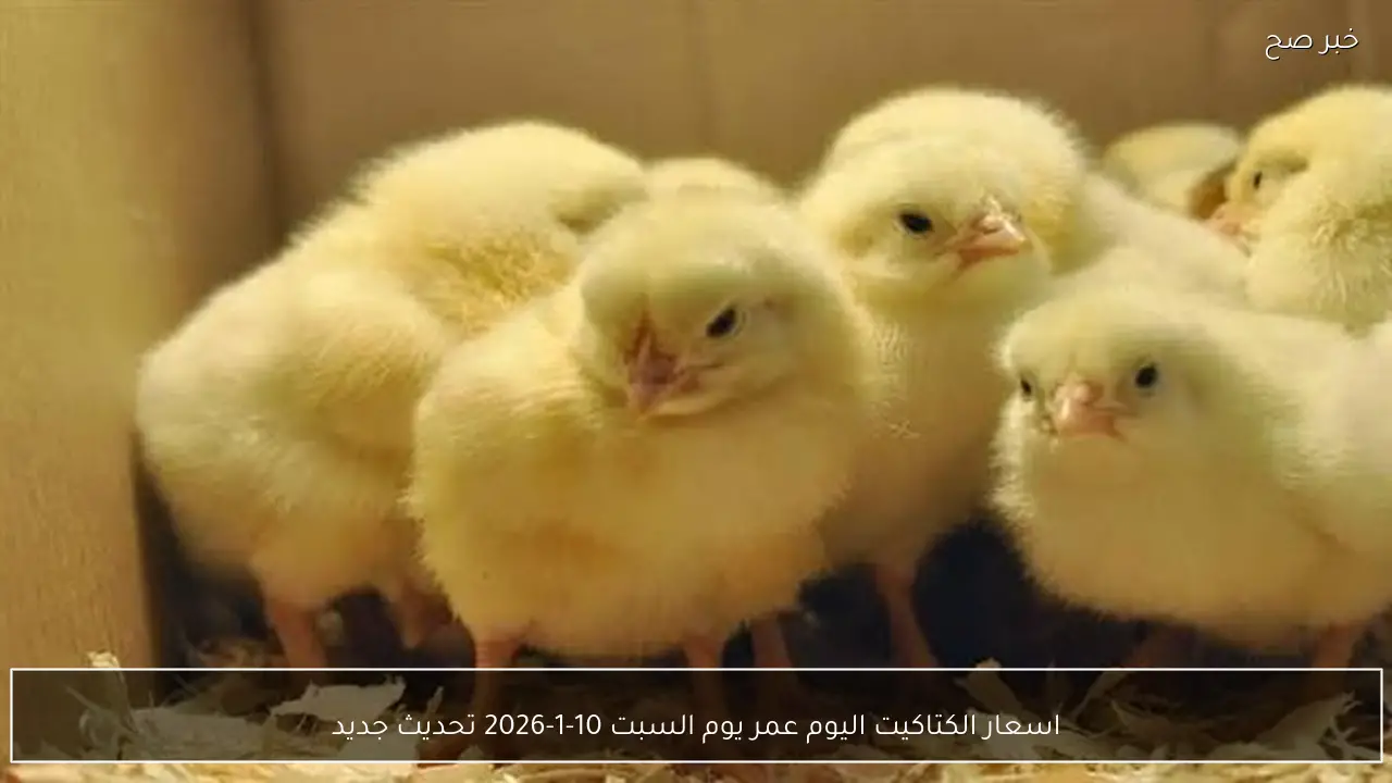 اسعار الكتاكيت اليوم عمر يوم السبت 10-1-2026 تحديث جديد