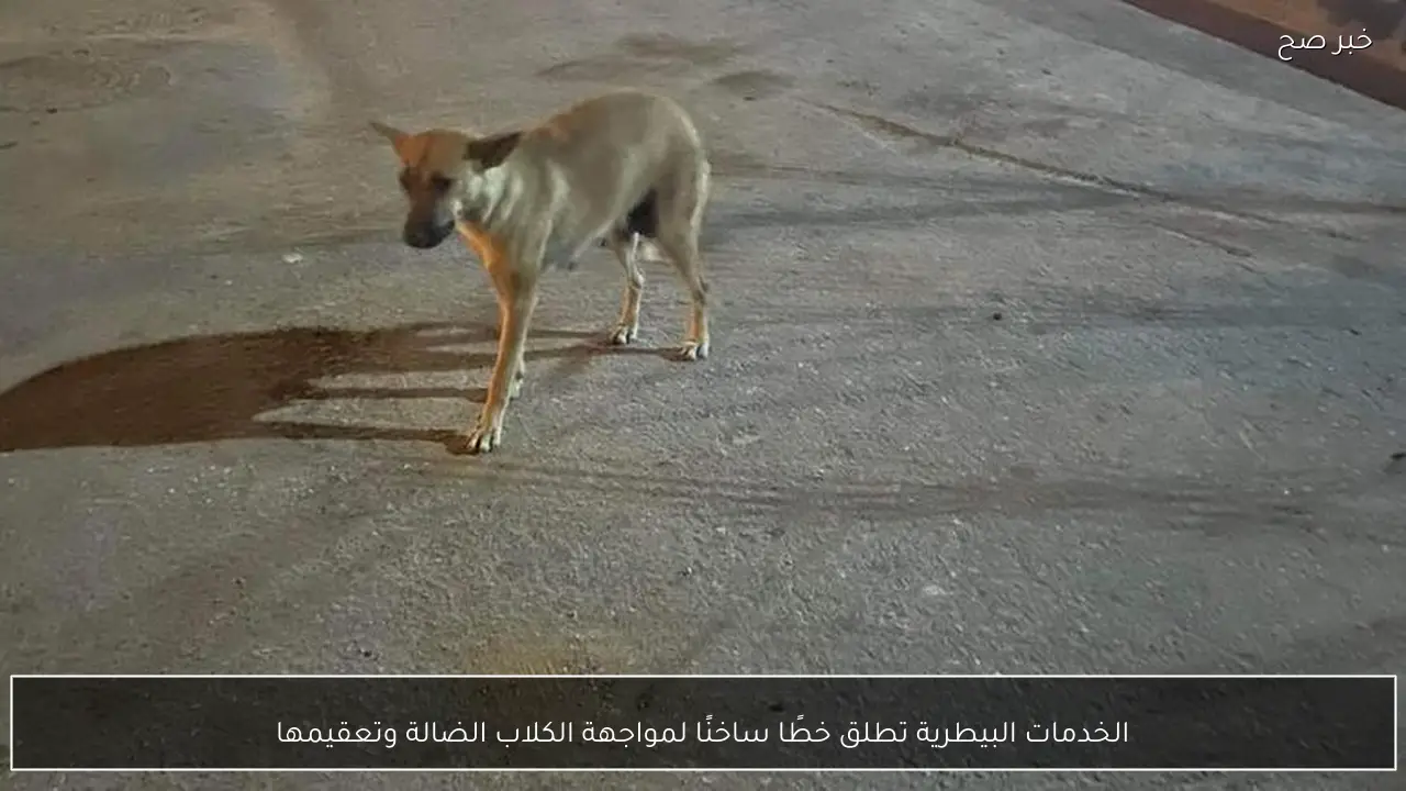 الخدمات البيطرية تطلق خطًا ساخنًا لمواجهة الكلاب الضالة وتعقيمها