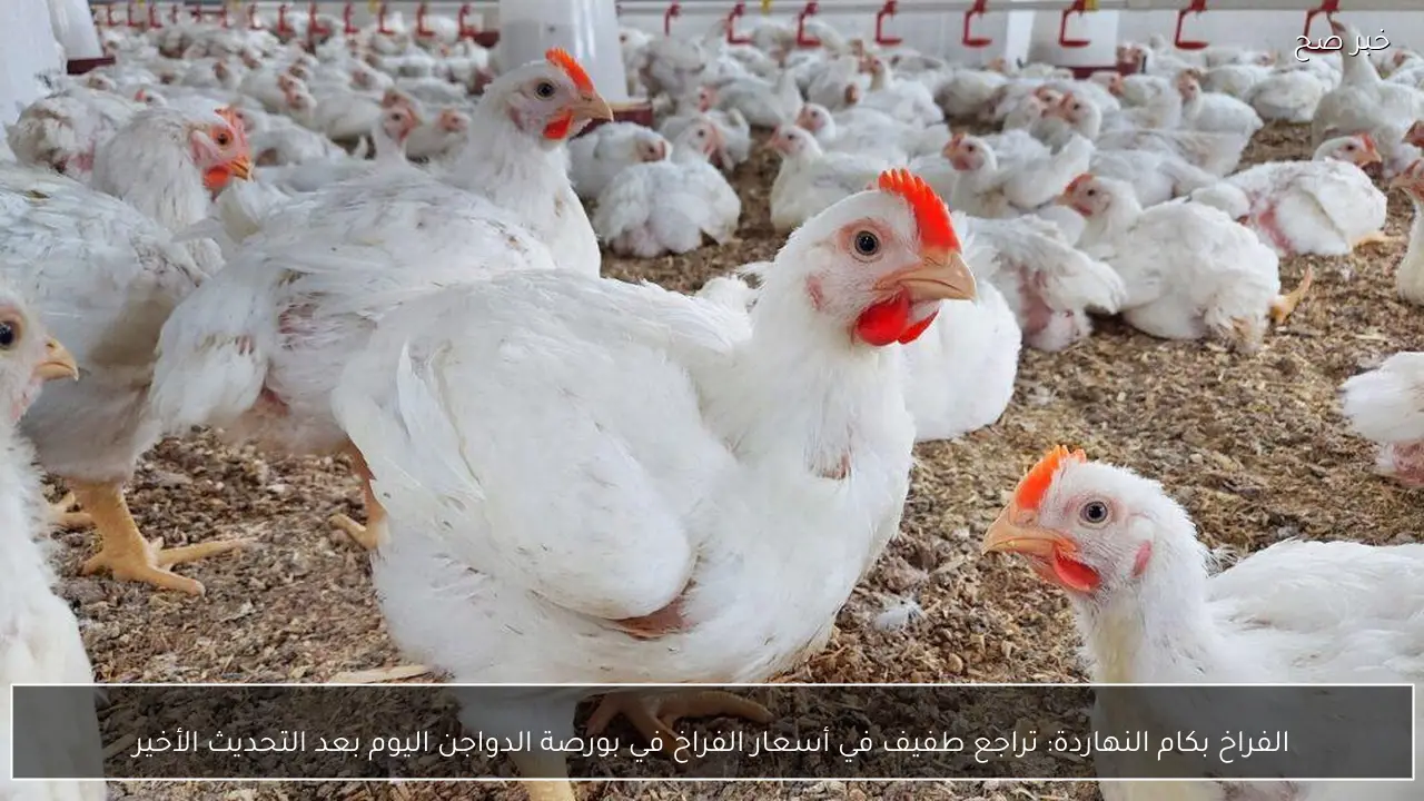 الفراخ بكام النهاردة: تراجع طفيف في أسعار الفراخ في بورصة الدواجن اليوم بعد التحديث الأخير