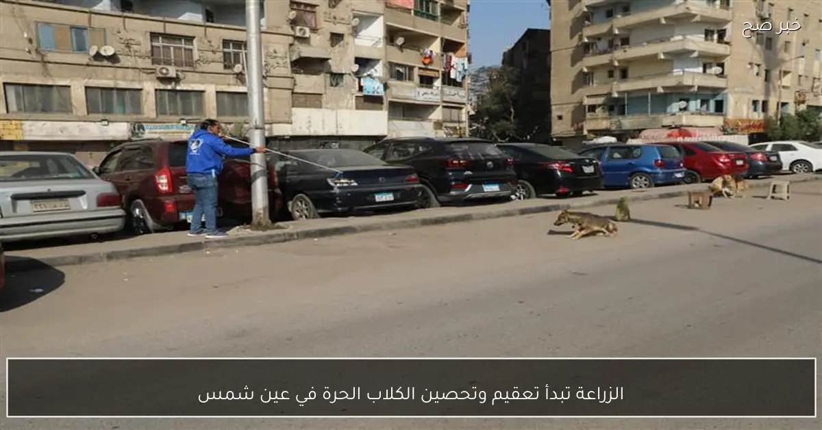 الزراعة تبدأ تعقيم وتحصين الكلاب الحرة في عين شمس