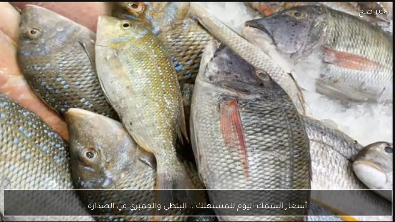 أسعار السمك اليوم للمستهلك .. البلطي والجمبري في الصدارة