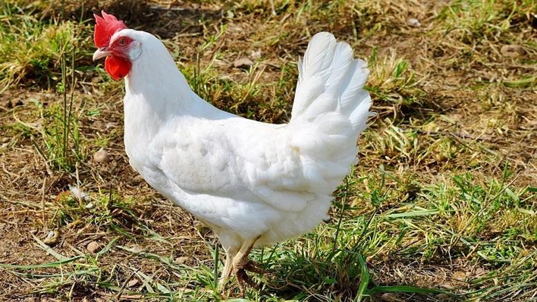 الفراخ البيضاء