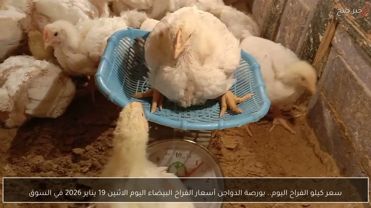 سعر كيلو الفراخ اليوم.. بورصة الدواجن أسعار الفراخ البيضاء اليوم الاثنين 19 يناير 2026 في السوق