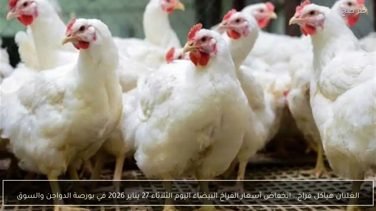 الغلبان هياكل فراخ.. انخفاض أسعار الفراخ البيضاء اليوم الثلاثاء 27 يناير 2026 في بورصة الدواجن والسوق