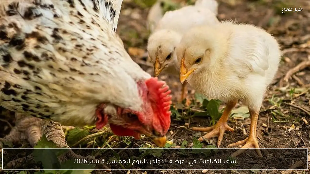 سعر الكتاكيت في بورصة الدواجن اليوم الخميس 8 يناير 2026