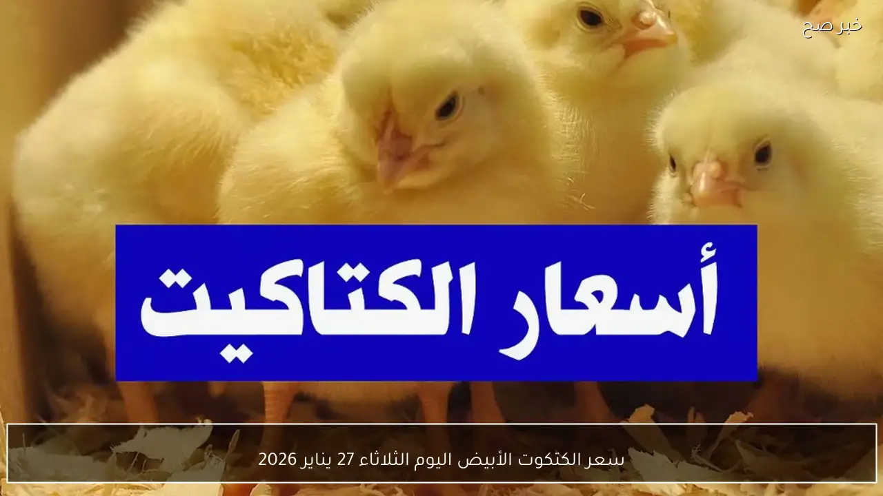 سعر الكتكوت الأبيض اليوم الثلاثاء 27 يناير 2026 في الأسواق وتفاوت الأسعار ببورصة الدواجن