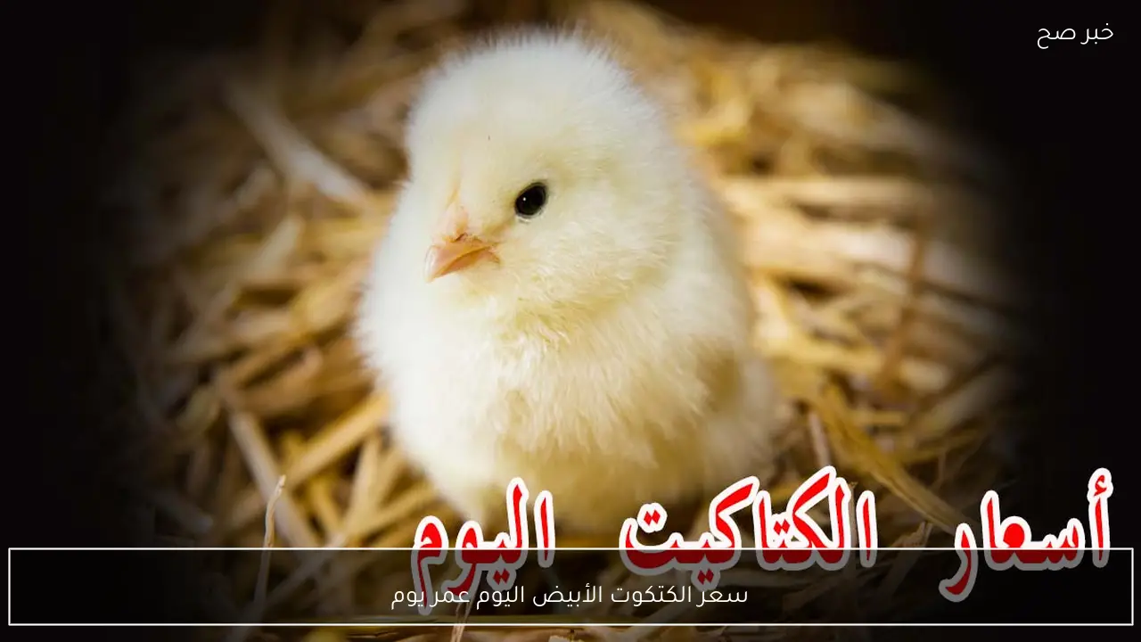 للمربيين.. سعر الكتكوت الأبيض اليوم عمر يوم في بورصة الدواجن والأسواق المصرية