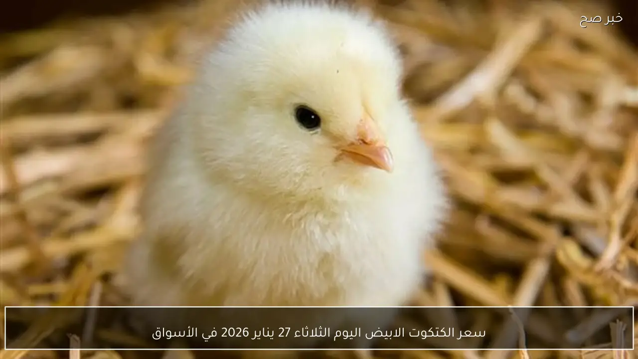 سعر الكتكوت الابيض اليوم الثلاثاء 27 يناير 2026 في الأسواق