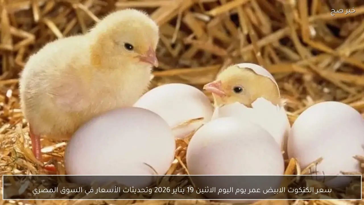 سعر الكتكوت الابيض عمر يوم اليوم الاثنين 19 يناير 2026 وتحديثات الأسعار في السوق المصري