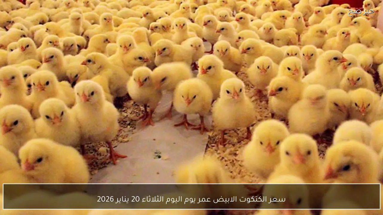 سعر الكتكوت الابيض عمر يوم اليوم الثلاثاء 20 يناير 2026 آخر تحديث للأسعار في الأسواق