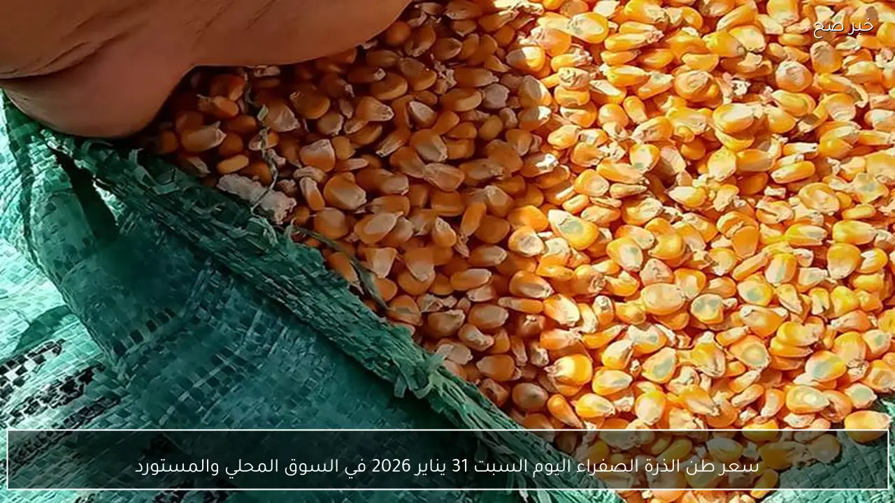 سعر طن الذرة الصفراء اليوم السبت 31 يناير 2026 في السوق المحلي والمستورد