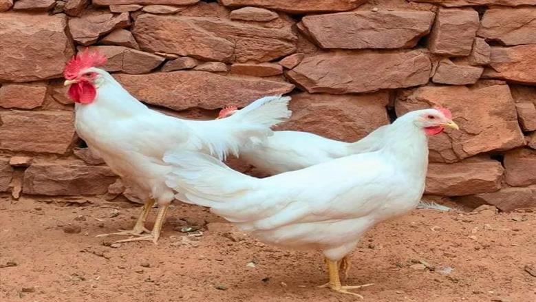 الفراخ البيضاء