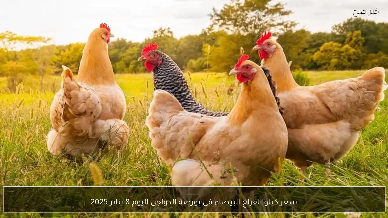 سعر كيلو الفراخ البيضاء في بورصة الدواجن اليوم 8 يناير 2025