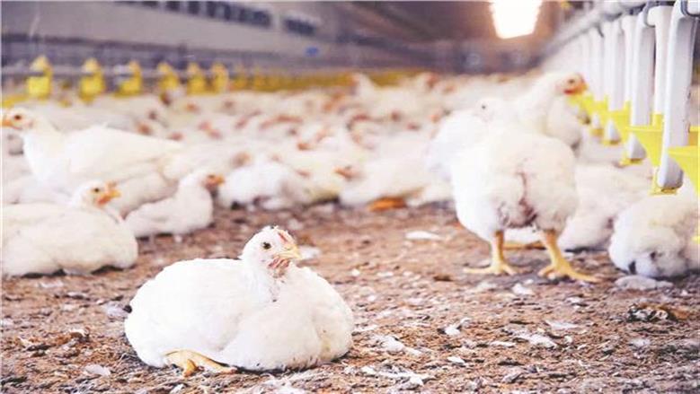 الفراخ البيضاء