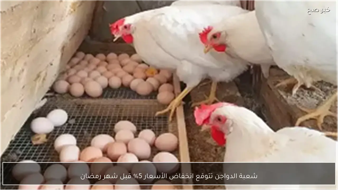 شعبة الدواجن تتوقع انخفاض الأسعار 5% قبل شهر رمضان