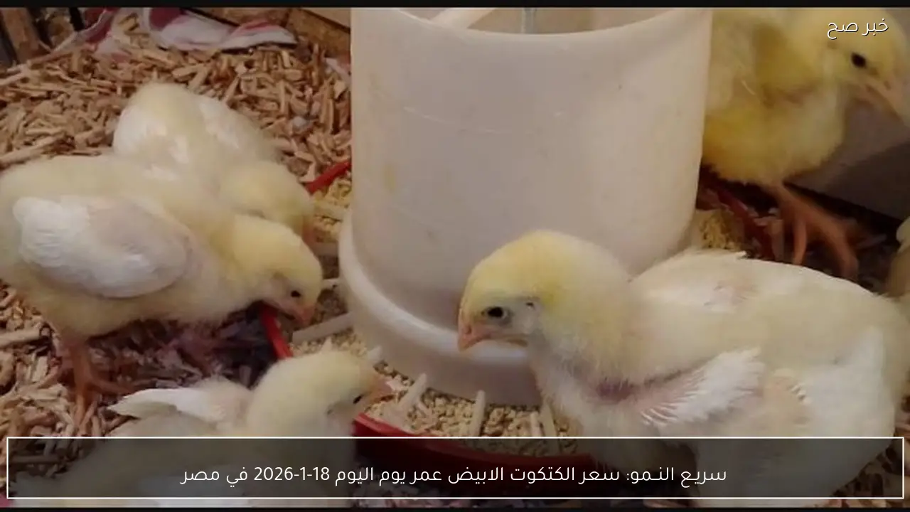 سريـع النــمو: سعر الكتكوت الابيض عمر يوم اليوم 18-1-2026 في مصر