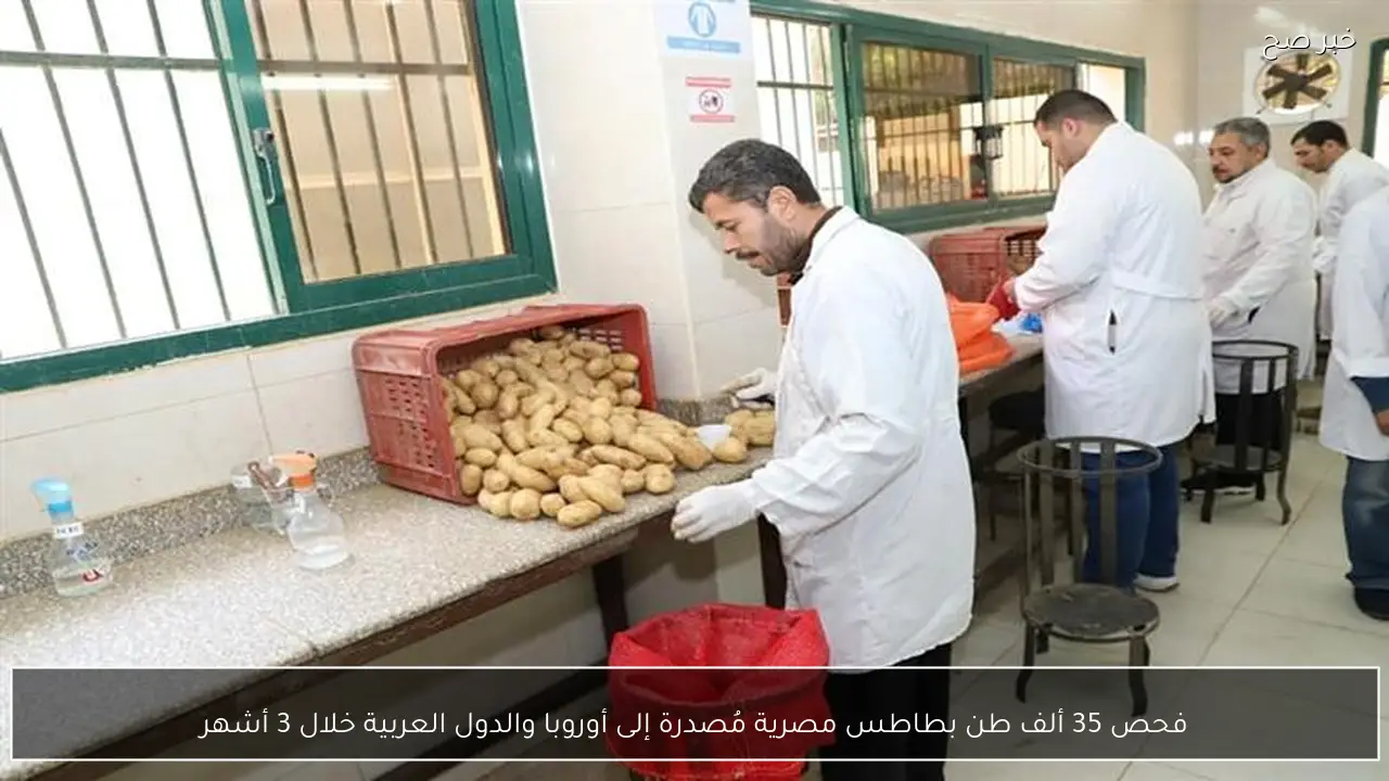 فحص 35 ألف طن بطاطس مصرية مُصدرة إلى أوروبا والدول العربية خلال 3 أشهر