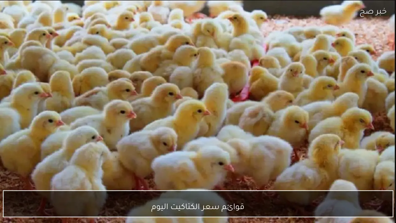 سعر الكتاكيت اليوم الاحد 18-1-2026 .. قائمة محدثـة بالانـــواع