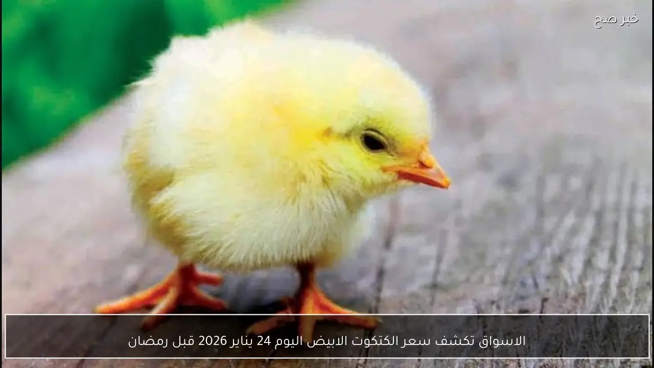 الاسواق تكشف سعر الكتكوت الابيض اليوم 24 يناير 2026 قبل رمضان