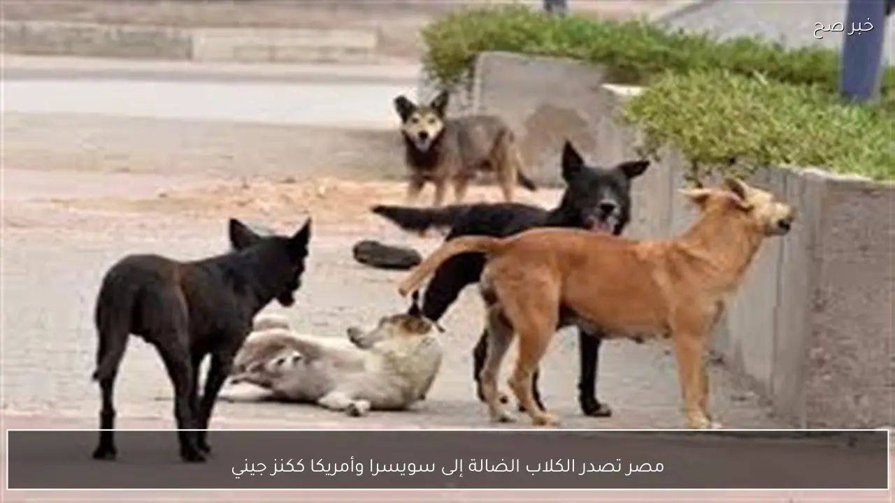 مصر تصدر الكلاب الضالة إلى سويسرا وأمريكا ككنز جيني