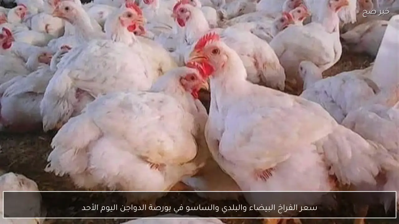 سعر الفراخ البيضاء والبلدي والساسو في بورصة الدواجن اليوم الأحد