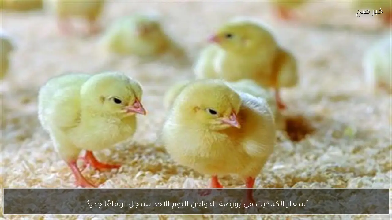 أسعار الكتاكيت في بورصة الدواجن اليوم الأحد تسجل ارتفاعًا جديدًا