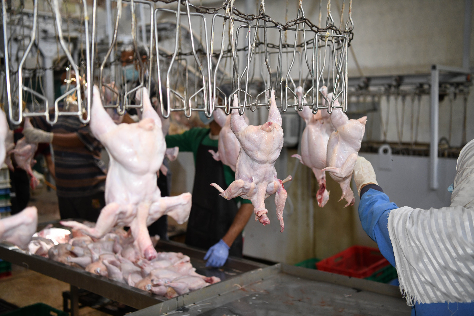 فراخ محافظة قنا