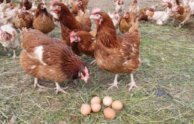 صورة فراخ وبيض أحمر - أرشيفية