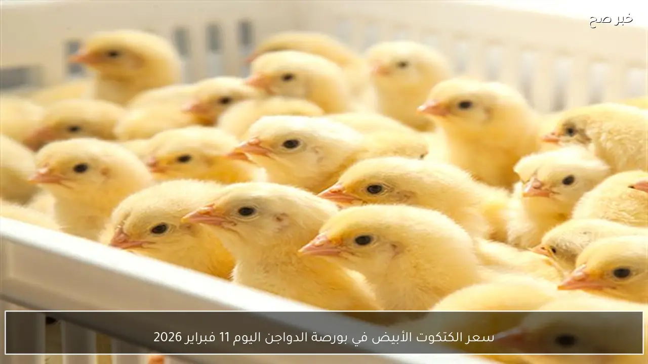 سعر الكتكوت الأبيض في بورصة الدواجن اليوم 11 فبراير 2026