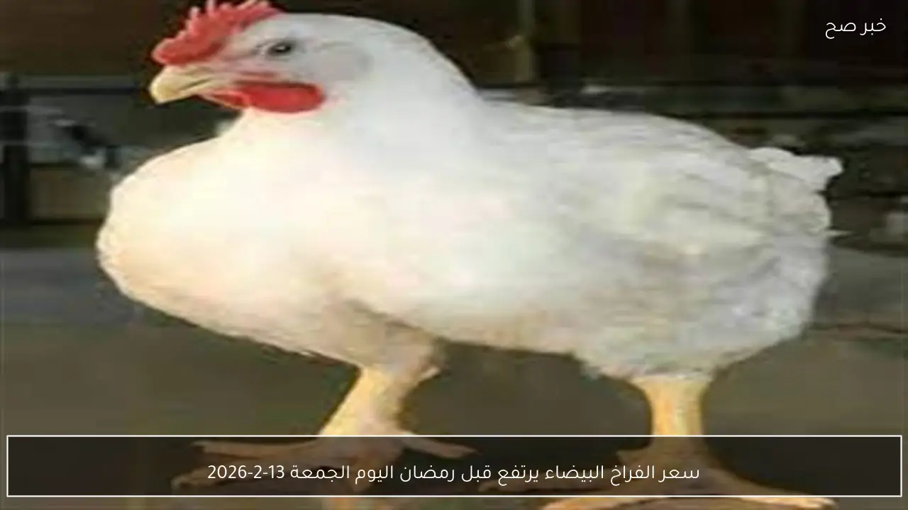 سعر الفراخ البيضاء يرتفع قبل رمضان اليوم الجمعة 13-2-2026
