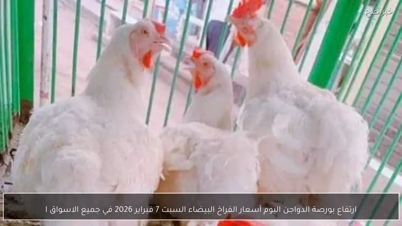 ارتفاع بورصة الدواجن اليوم أسعار الفراخ البيضاء السبت 7 فبراير 2026 في جميع الاسواق المصرية