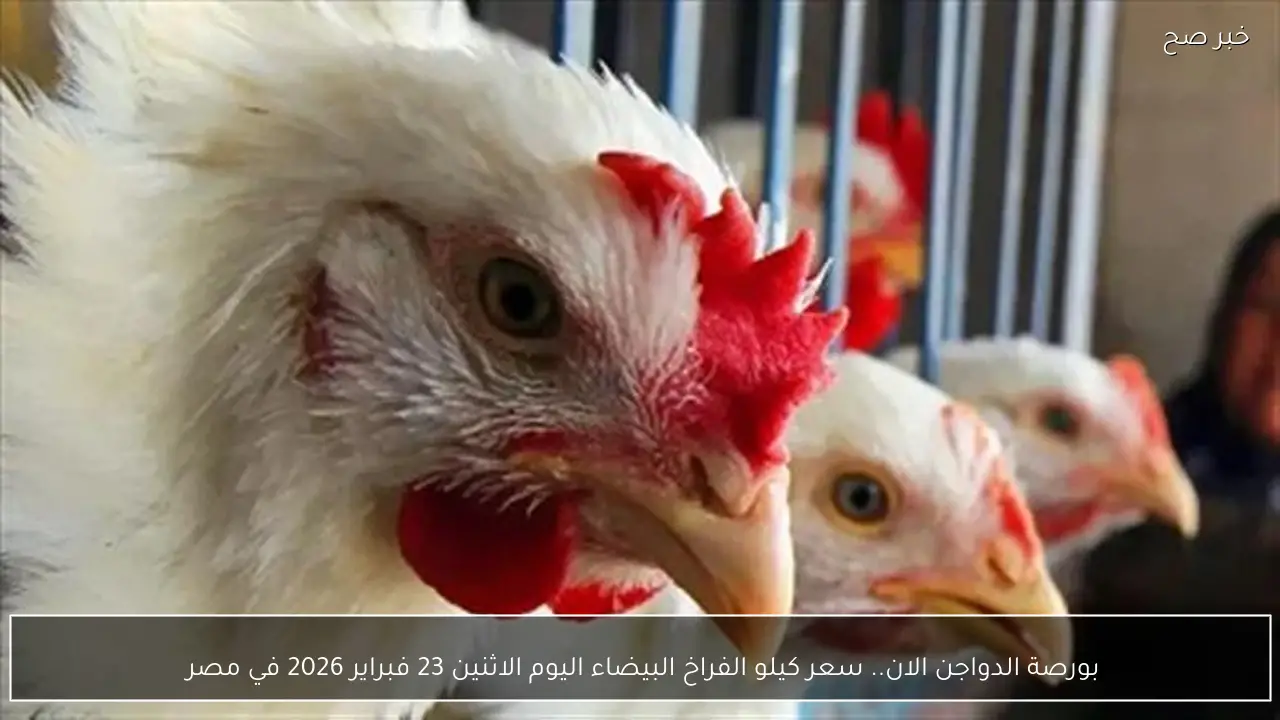 بورصة الدواجن الان.. سعر كيلو الفراخ البيضاء اليوم الاثنين 23 فبراير 2026 في مصر 