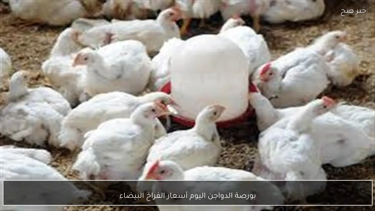 ارتفاع بورصة الدواجن اليوم أسعار الفراخ البيضاء الثلاثاء 10 فبراير 2026 وفق آخر تحديث بمنتصف التعاملات