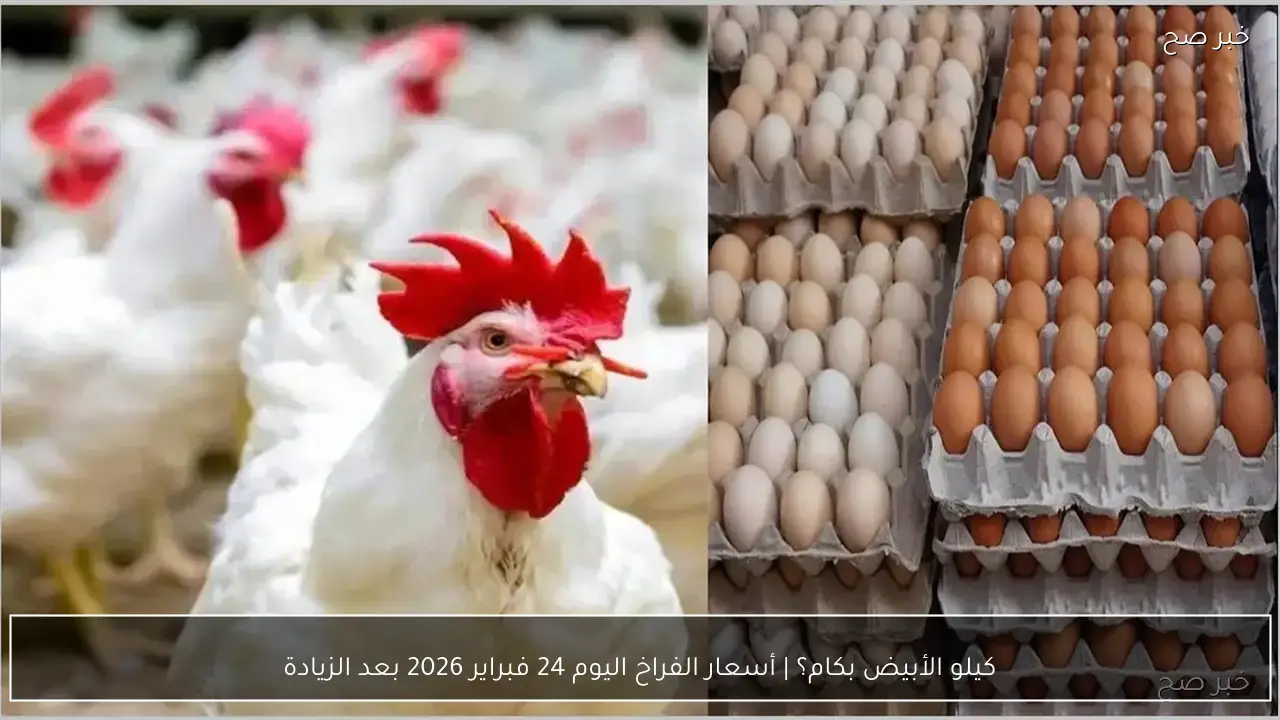 كيلو الأبيض بكام؟ | أسعار الفراخ اليوم 24 فبراير 2026 بعد الزيادة