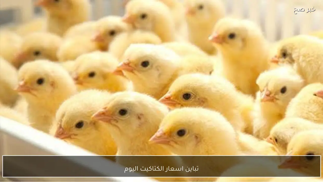 تباين اسعار الكتاكيت اليوم الاربعاء 11 فبراير 2026 في الاسواق المحلية وبورصة الدواجن