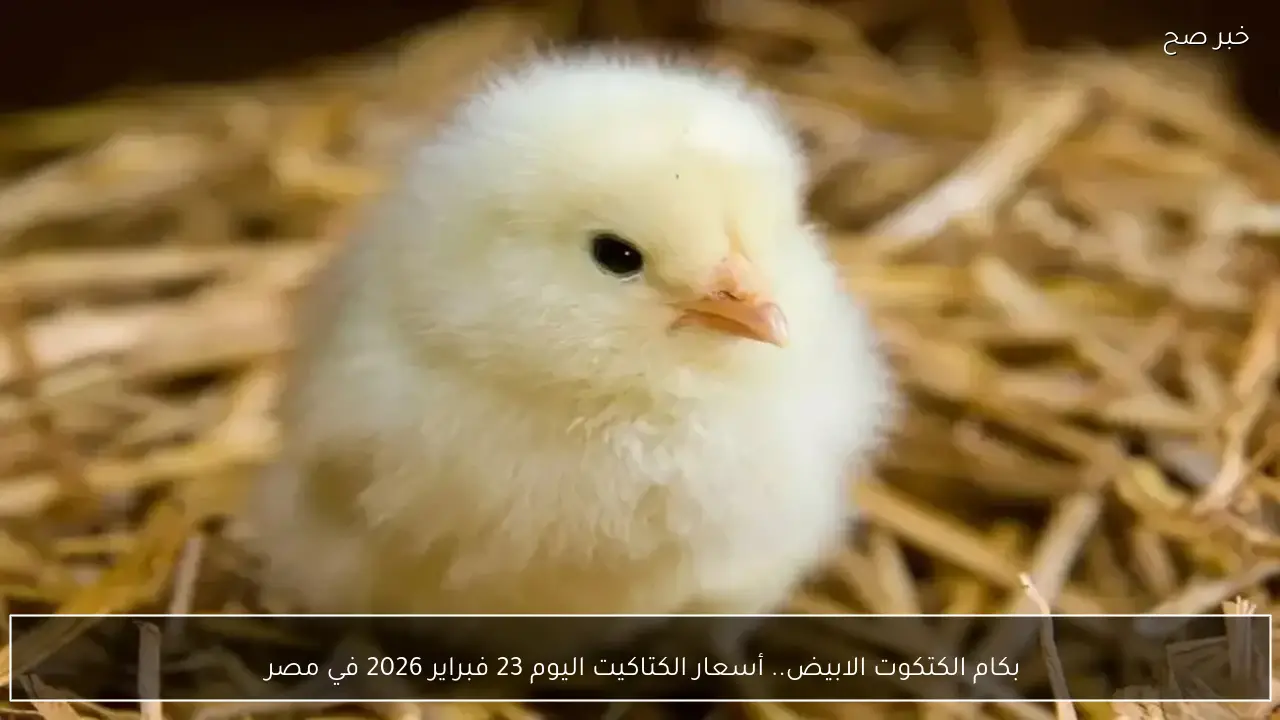 بكام الكتكوت الابيض.. أسعار الكتاكيت اليوم 23 فبراير 2026 في مصر 