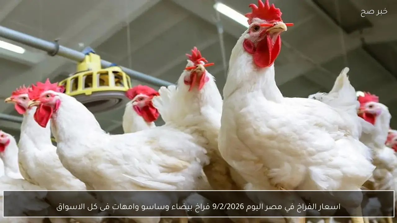 اسعار الفراخ في مصر اليوم 9/2/2026 فراخ بيضاء وساسو وامهات فى كل الاسواق