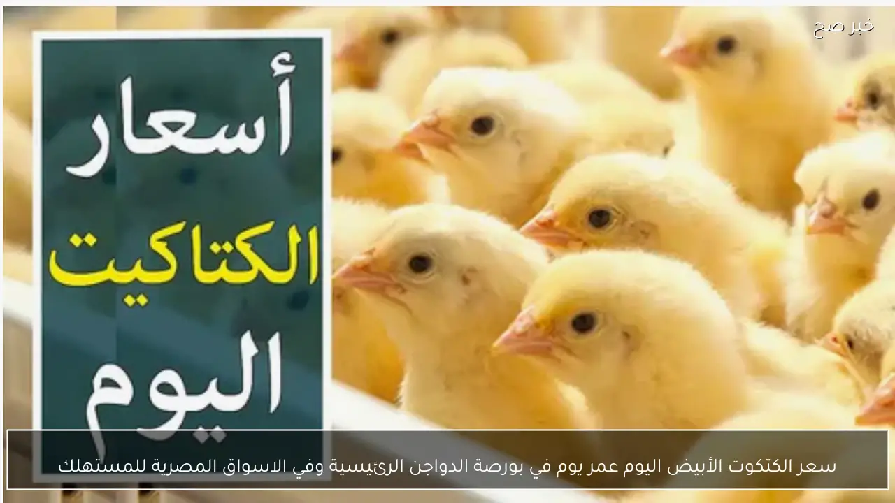 سعر الكتكوت الأبيض اليوم عمر يوم في بورصة الدواجن الرئيسية وفي الاسواق المصرية للمستهلك