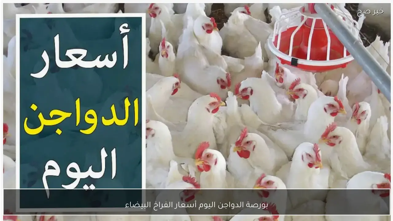 أسعار الفراخ البيضاء في بورصة الدواجن اليوم والأسواق المصرية للمستهلكين