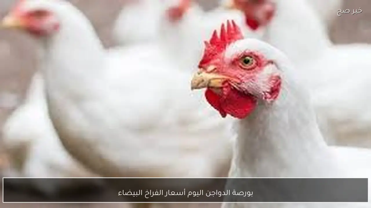 ارتفاع بورصة الدواجن اليوم أسعار الفراخ البيضاء الخميس 5 فبراير 2026 للمستهلك وفق آخر تحديث