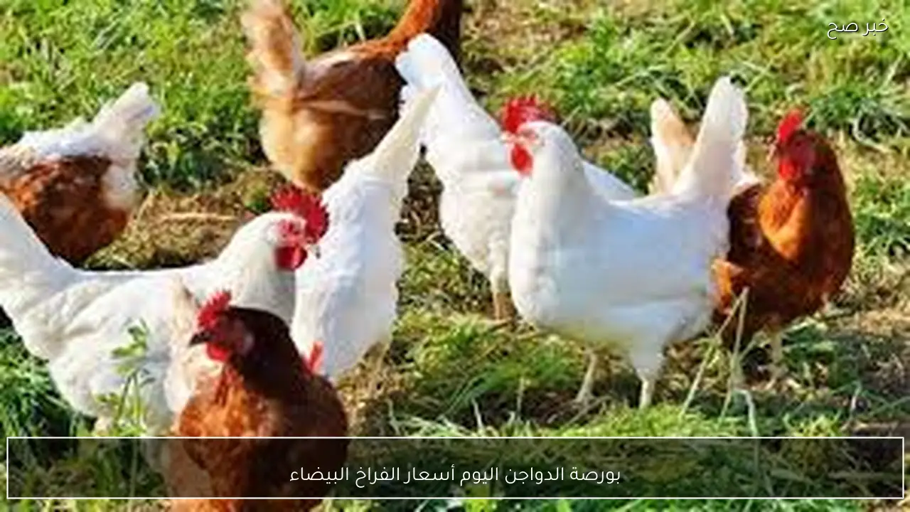 ارتفاع بورصة الدواجن اليوم أسعار الفراخ البيضاء الاربعاء 18 فبراير 2026 للمستهلك في مصر