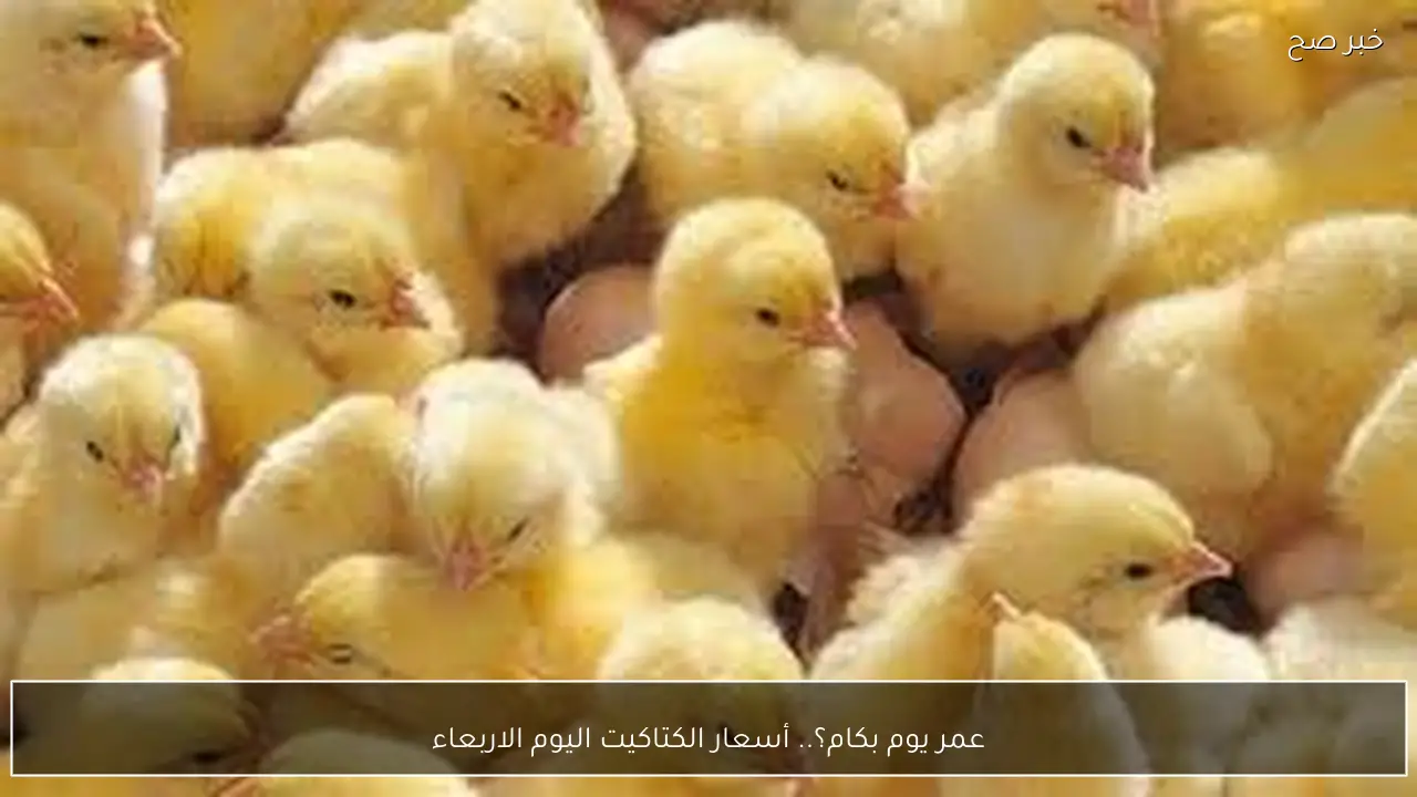 عمر يوم بكام؟.. أسعار الكتاكيت اليوم الاربعاء 18-2-2026 في بورصة الدواجن والاسواق