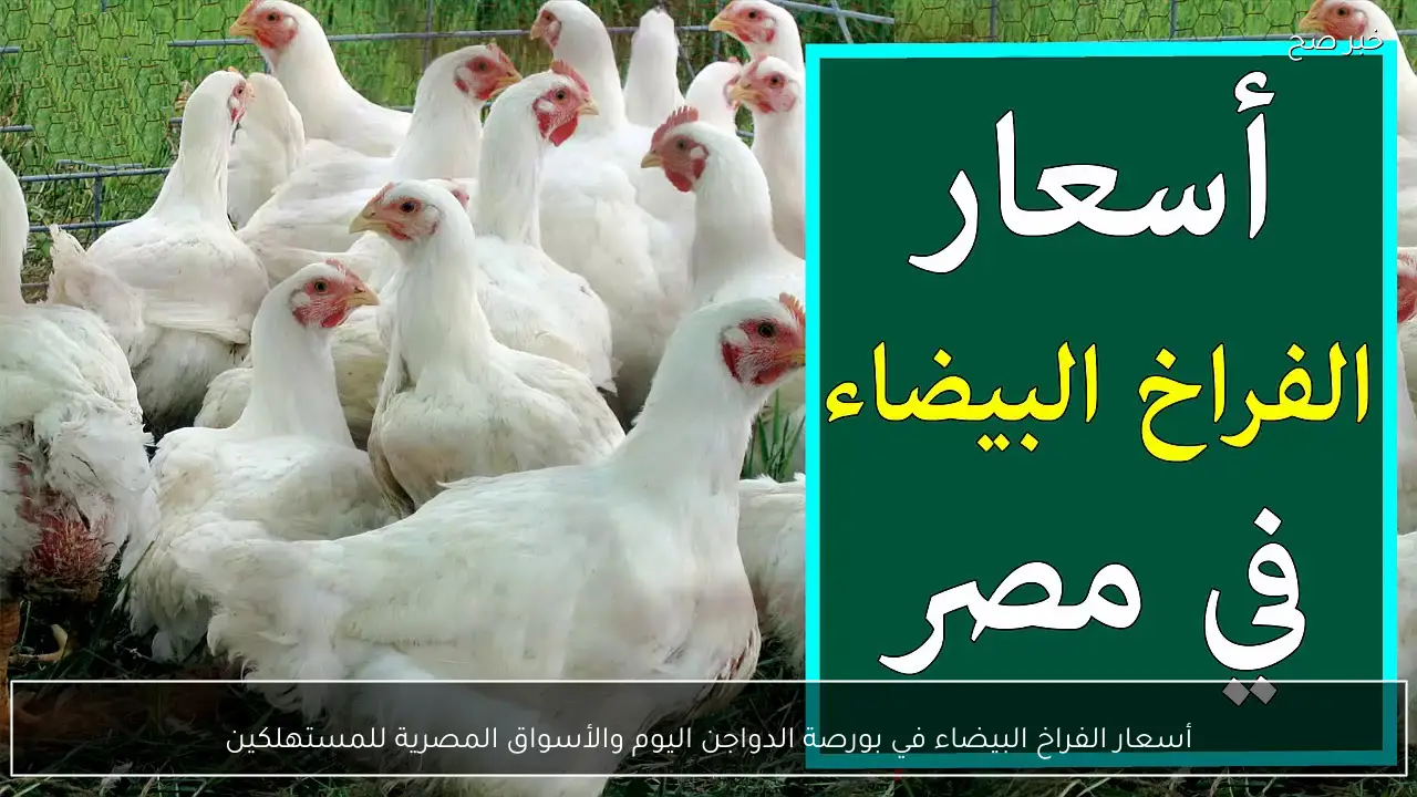 أسعار الفراخ البيضاء في بورصة الدواجن اليوم والأسواق المصرية للمستهلكين.. الكيلو بكام؟