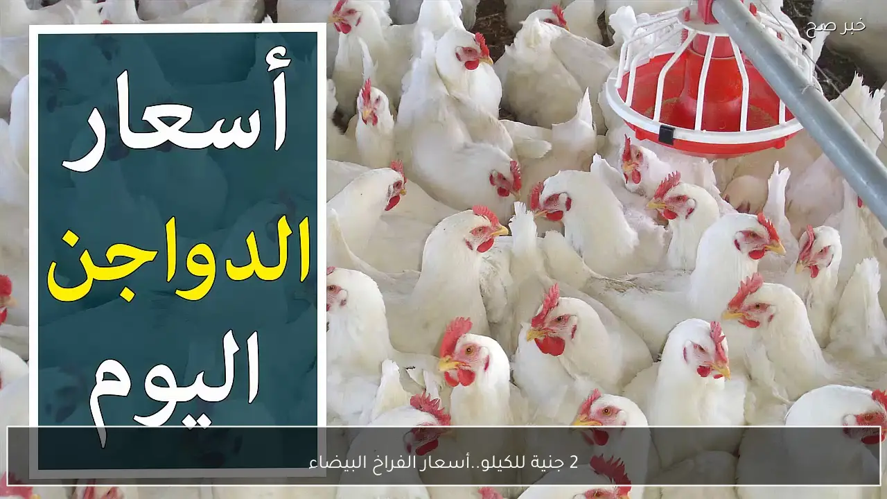 2 جنية للكيلو.. ارتفاع أسعار الفراخ البيضاء في بورصة الدواجن اليوم في مصر