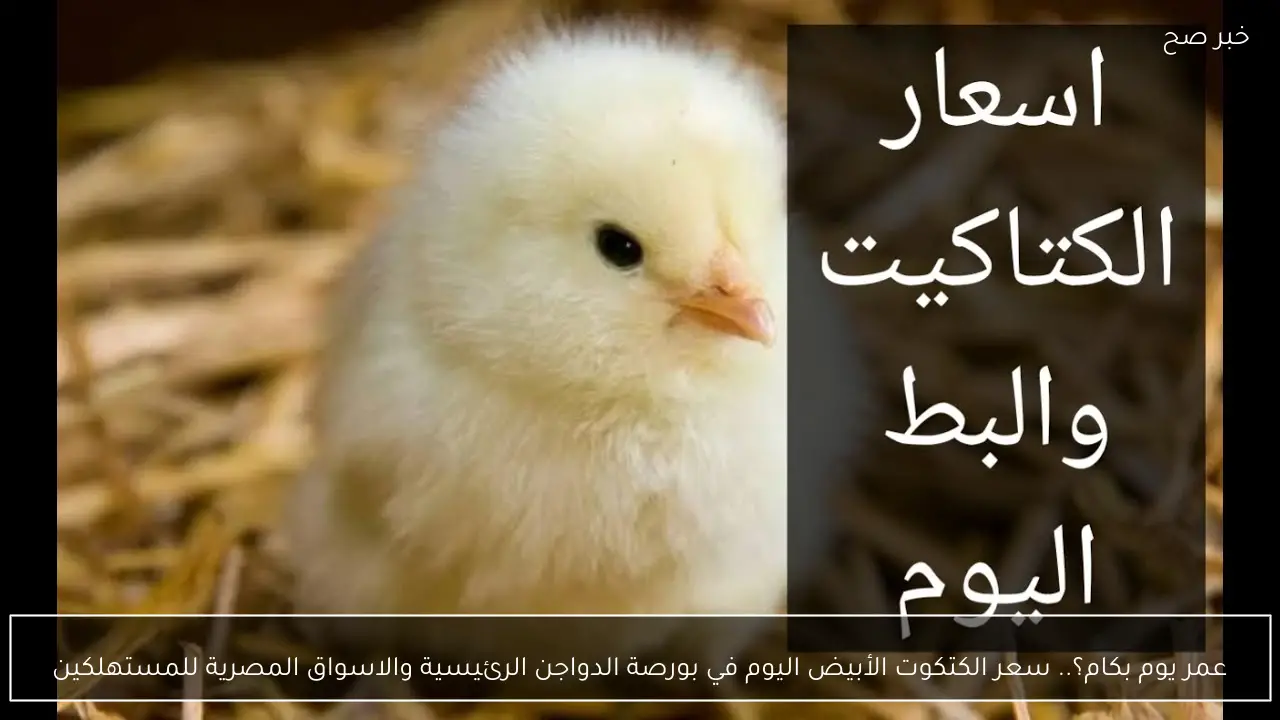 عمر يوم بكام؟.. سعر الكتكوت الأبيض اليوم في بورصة الدواجن الرئيسية والاسواق المصرية للمستهلكين