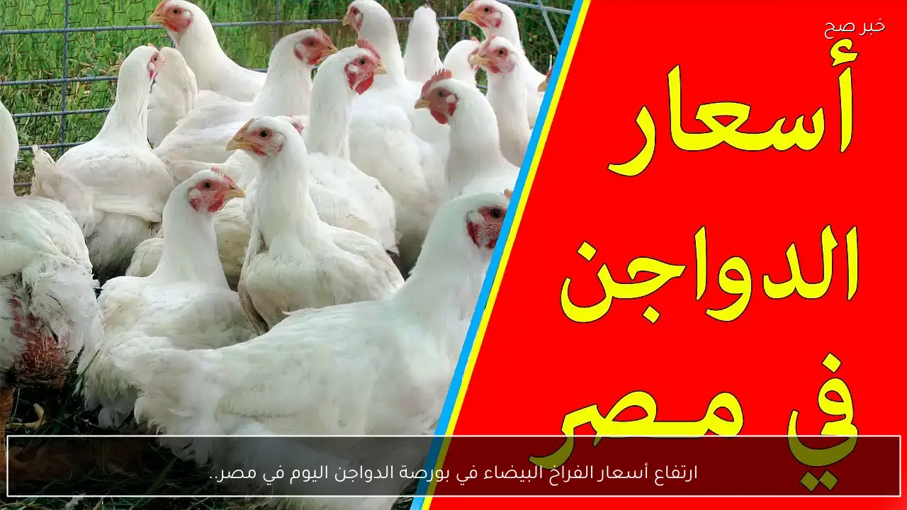 ارتفاع أسعار الفراخ البيضاء في بورصة الدواجن اليوم في مصر.. الكيلو بكام؟