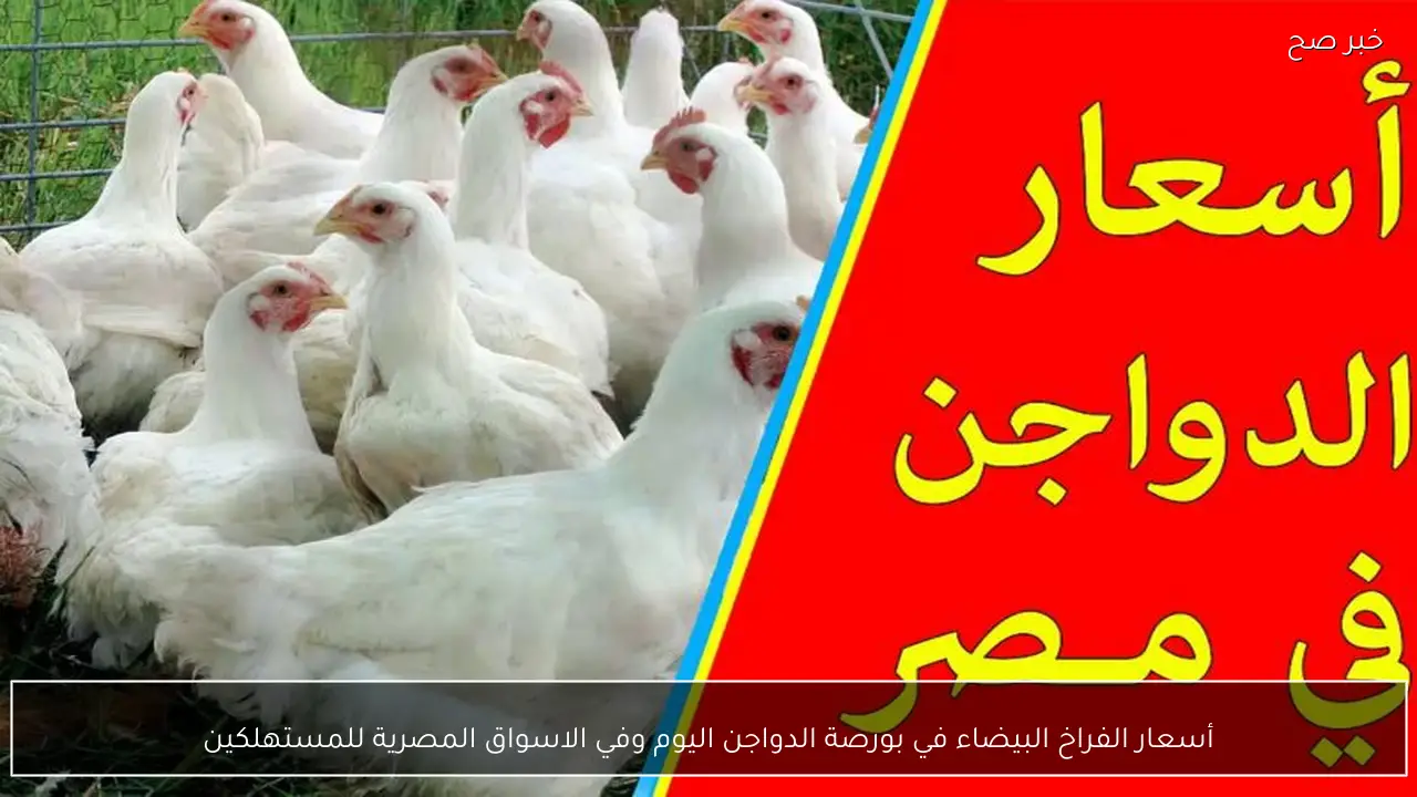ارتفاع أسعار الفراخ البيضاء في بورصة الدواجن اليوم وفي الاسواق المصرية للمستهلكين