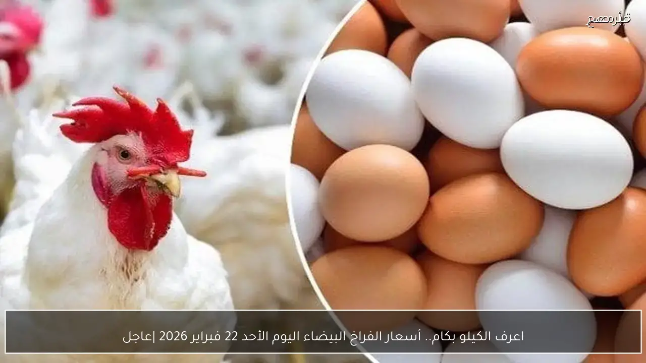 اعرف الكيلو بكام.. أسعار الفراخ البيضاء اليوم الأحد 22 فبراير 2026 |عاجل